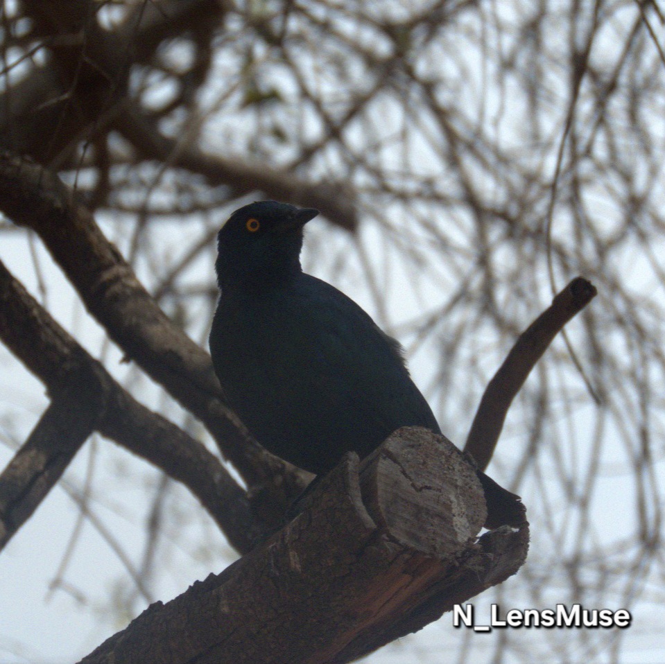 Nature Image